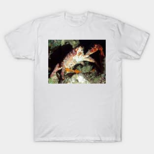 Caribbean Hairy Clinging Crab T-Shirt